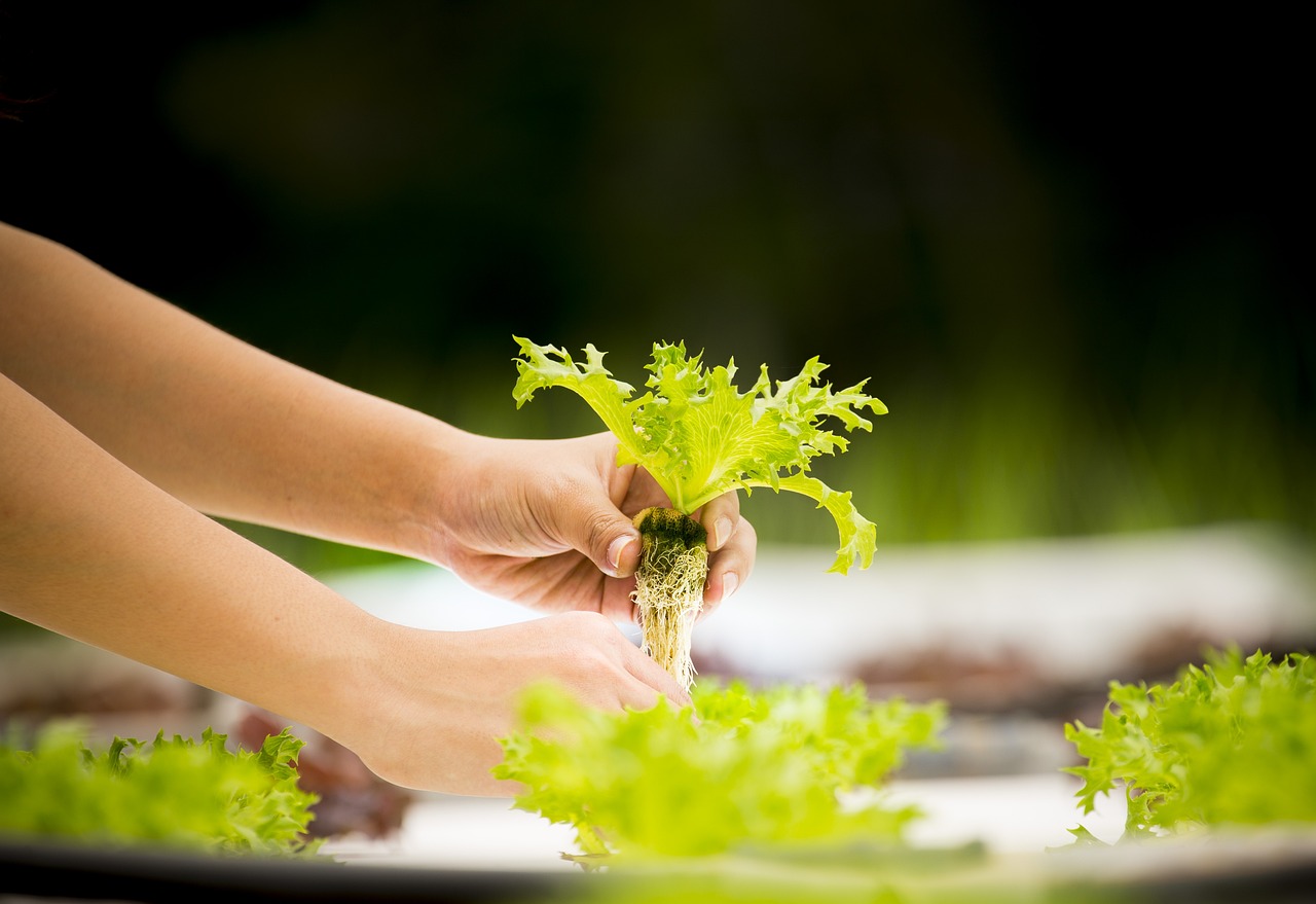 The Role of Hydroponics in Sustainable Farming